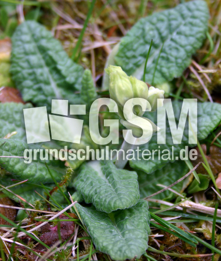 Schluesselblume-in-Knospe.JPG